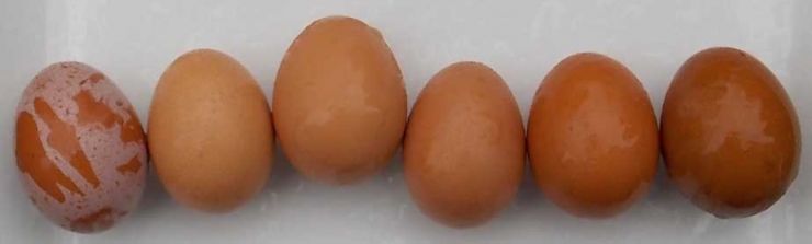 brown-eggs.jpg