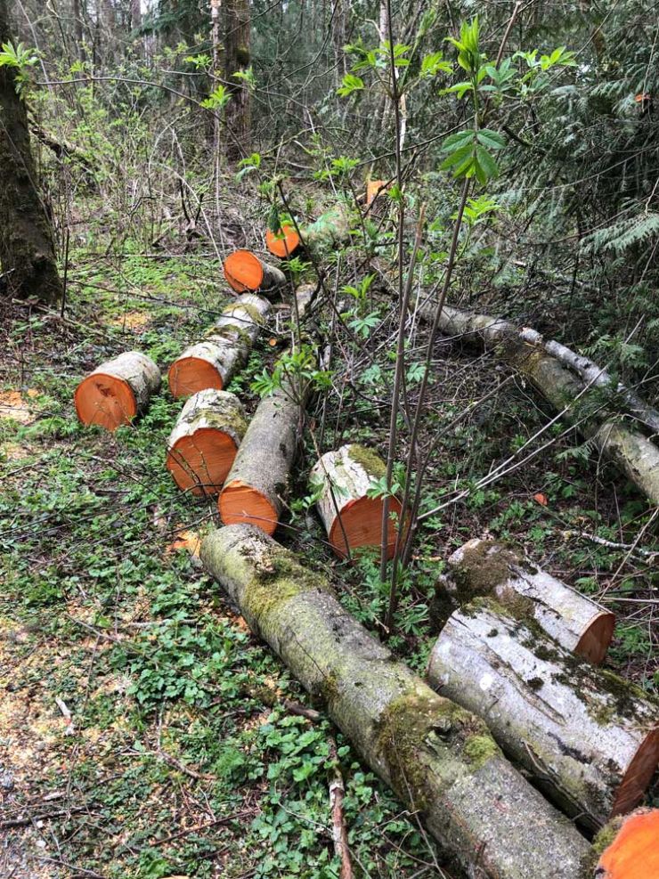 cut-logs.jpg